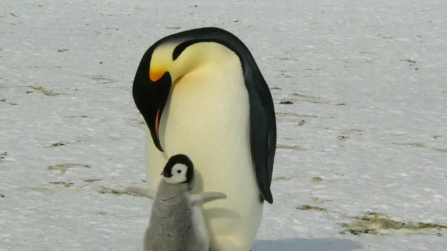 Pingüinos en la Antártida Pingüinos en la Antártida