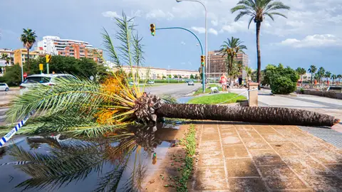 El temporal de Calvià deja 64 incidencias El temporal de Calvià deja 64 incidencias