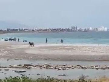 Una vaquilla en la playa de la Mar Xica