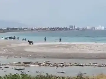 Una vaquilla en la playa de la Mar Xica Una vaquilla en la playa de la Mar Xica