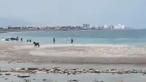 Una vaquilla en la playa de la Mar Xica