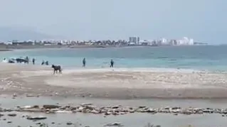 Una vaquilla en la playa de la Mar Xica Una vaquilla en la playa de la Mar Xica