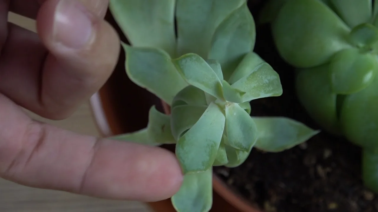Usos del agua oxigenada en las plantas: por qué es una buena opción para regarlas Usos del agua oxigenada en las plantas: por qué es una buena opción para regarlas