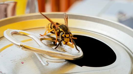 Avispa en una lata Avispa en una lata