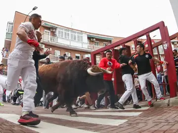 Vista de los mozos y los toros durante el recorrido del séptimo encierro de las fiestas de San Sebastián de los Reyes Vista de los mozos y los toros durante el recorrido del séptimo encierro de las fiestas de San Sebastián de los Reyes