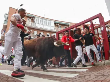 Vista de los mozos y los toros durante el recorrido del séptimo encierro de las fiestas de San Sebastián de los Reyes Vista de los mozos y los toros durante el recorrido del séptimo encierro de las fiestas de San Sebastián de los Reyes