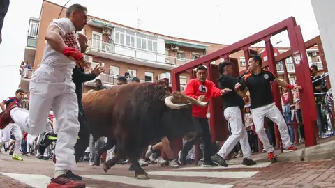 Vista de los mozos y los toros durante el recorrido del séptimo encierro de las fiestas de San Sebastián de los Reyes