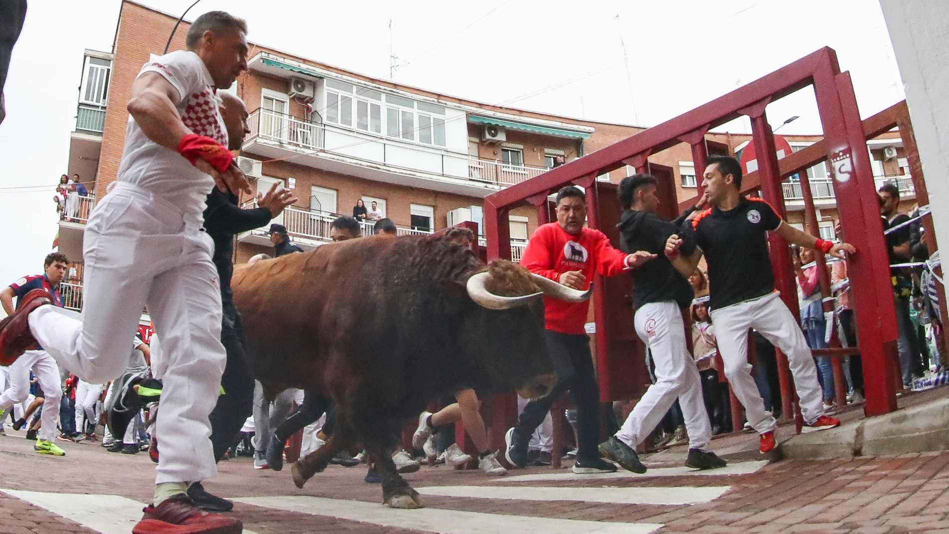 Vista de los mozos y los toros durante el recorrido del séptimo encierro de las fiestas de San Sebastián de los Reyes Vista de los mozos y los toros durante el recorrido del séptimo encierro de las fiestas de San Sebastián de los Reyes