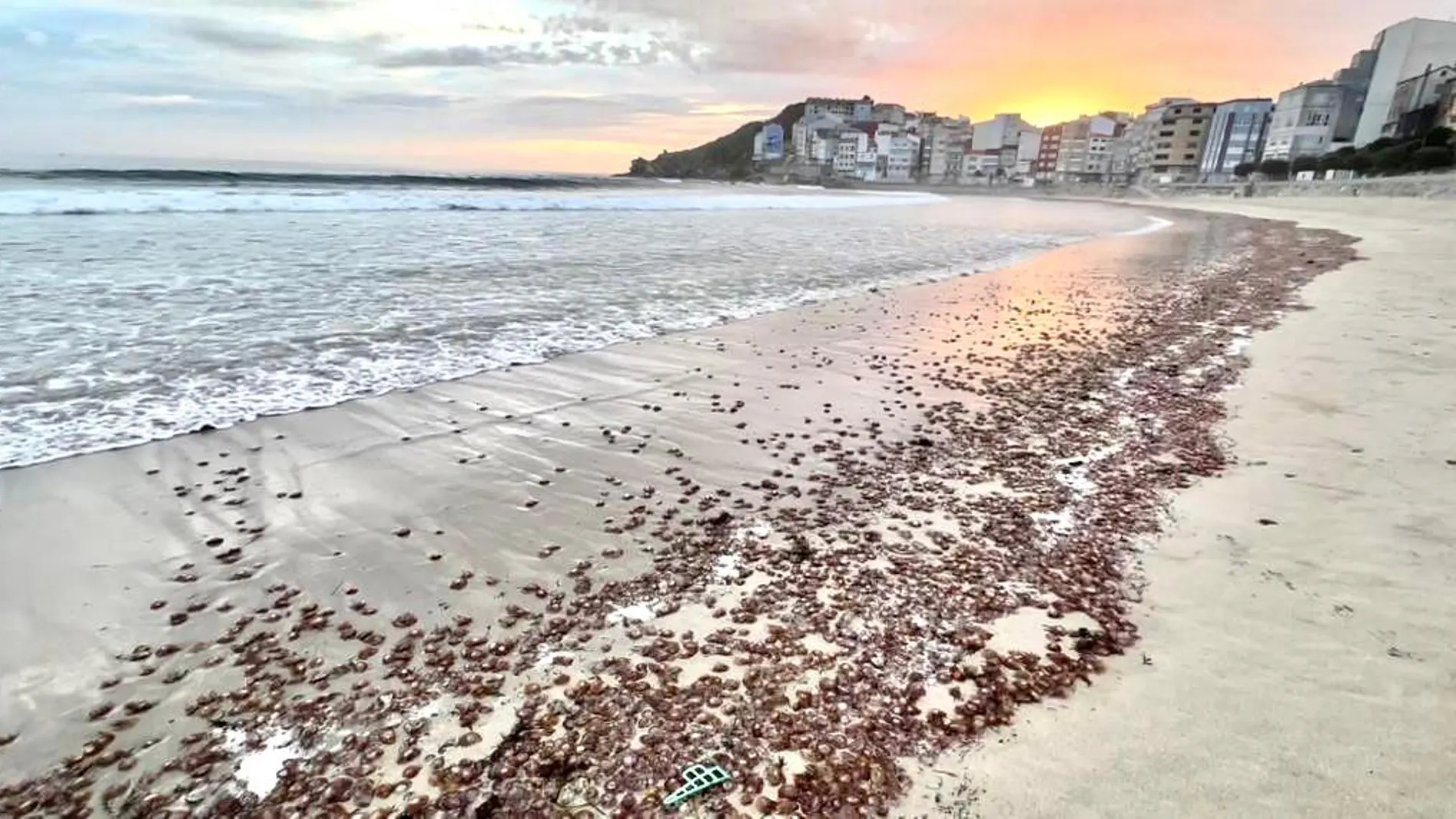 Miles de medusas en las playas de Malpica, en A Coruña