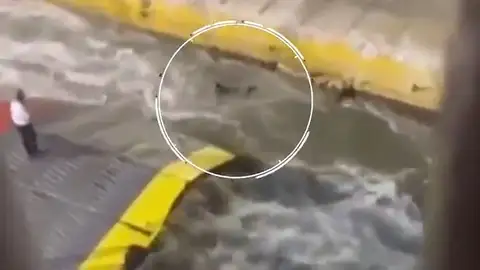 Cae al mar al intentar subirse a un ferri Cae al mar al intentar subirse a un ferri
