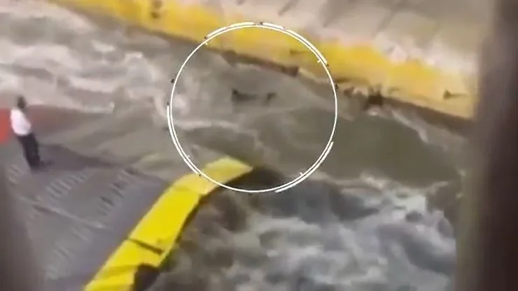 Cae al mar al intentar subirse a un ferri