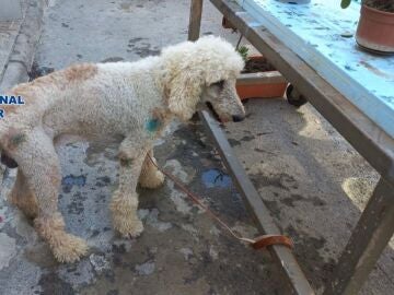 El rescate de Snoopy, un cachorro desnutrido y maltratado