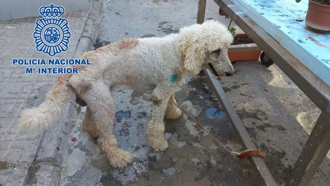 El rescate de Snoopy, un cachorro desnutrido y maltratado