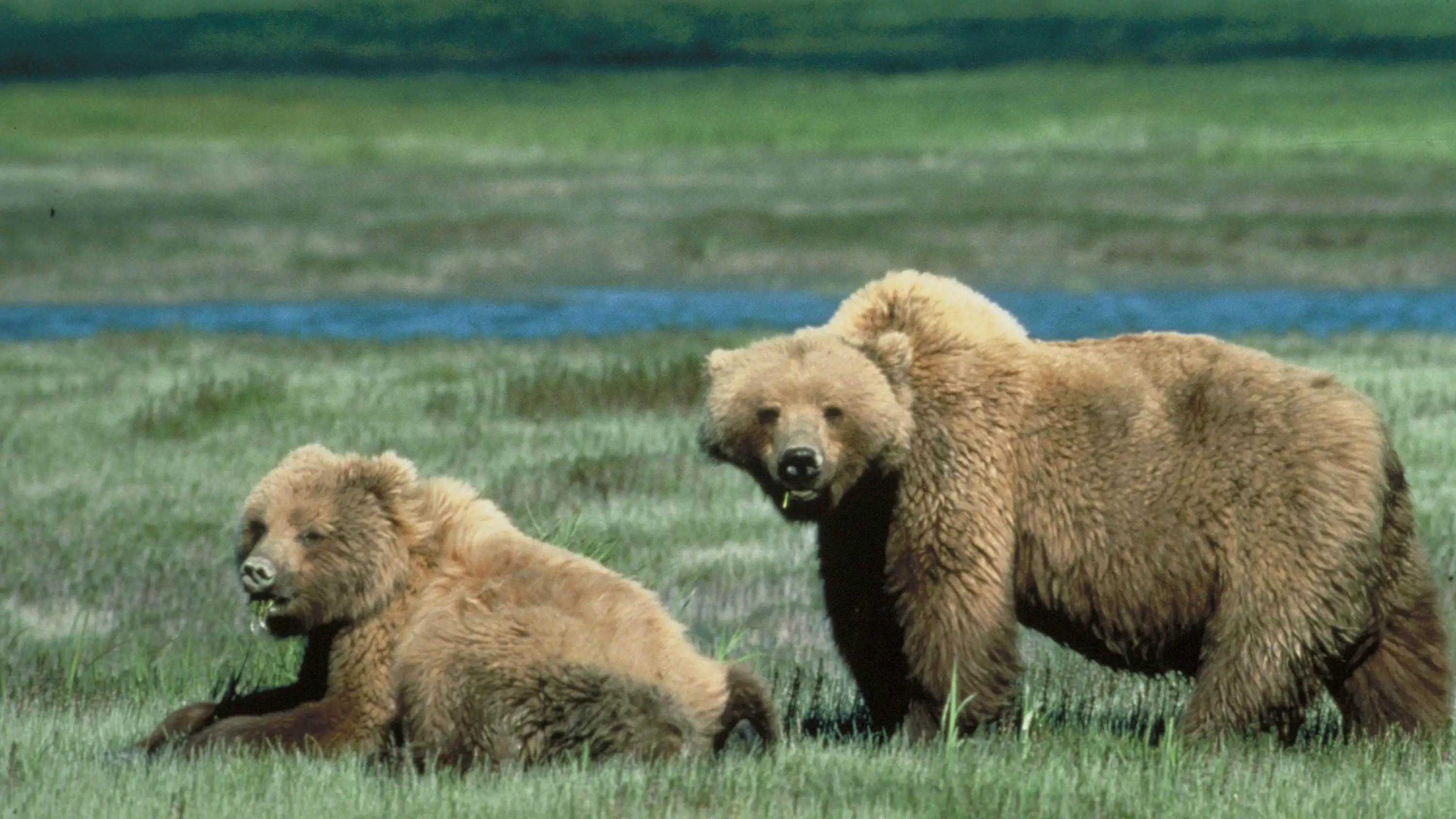 Oso grizzly Oso grizzly
