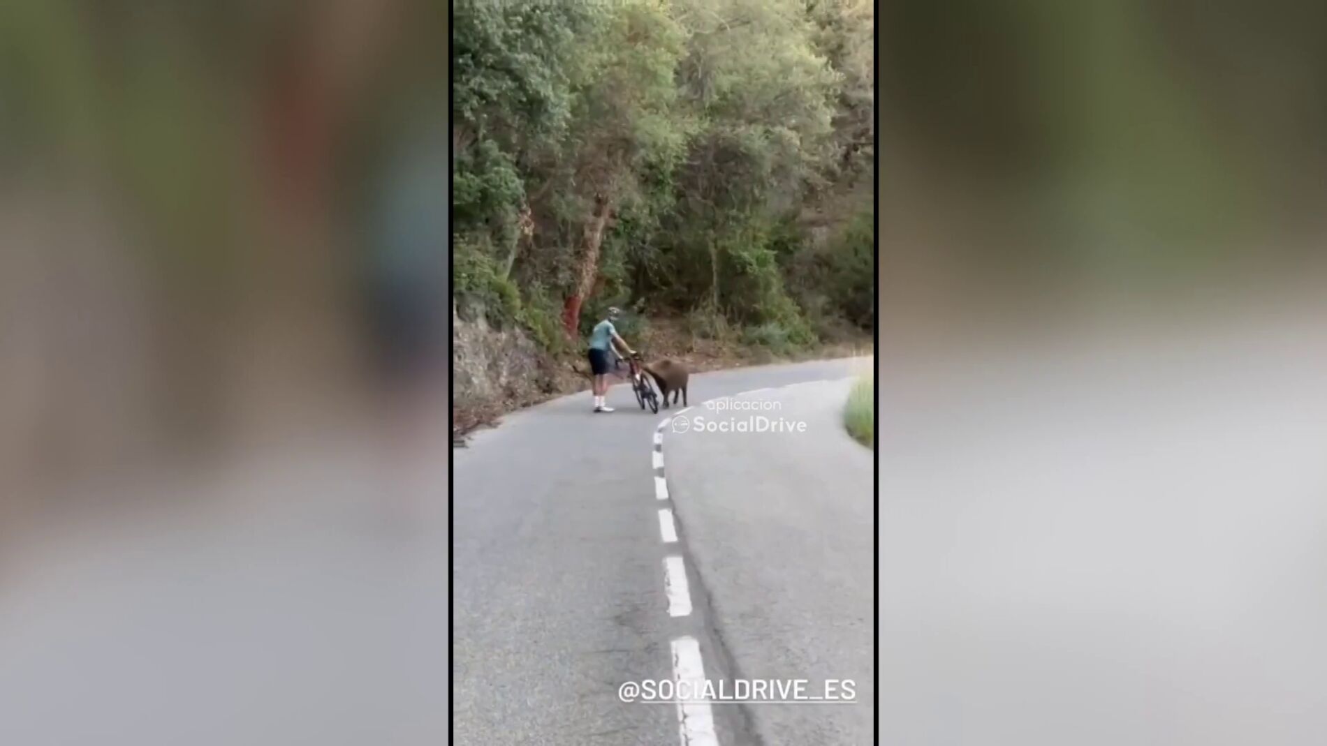 Un Ciclista 'torea' A Un Jabalí Para Evitar Su Ataque