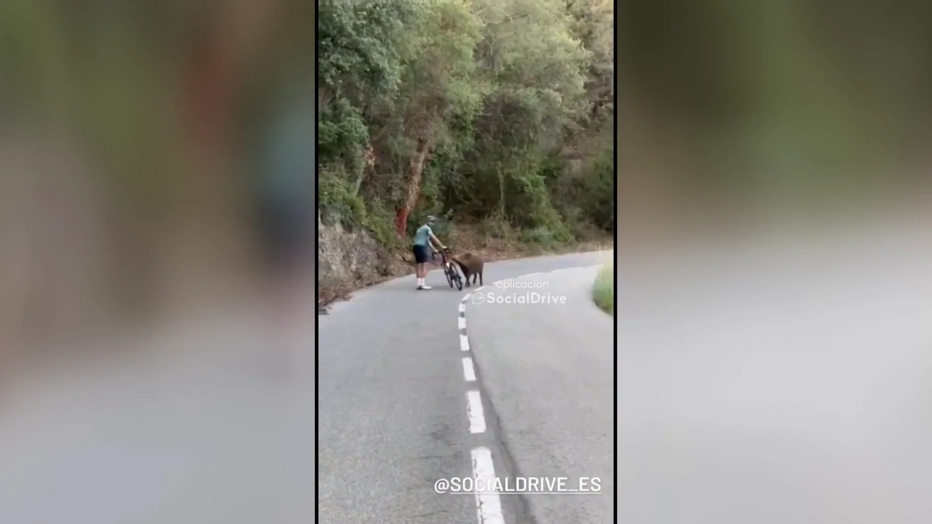 Un ciclista se enfrenta a un jabalí salvaje Un ciclista se enfrenta a un jabalí salvaje