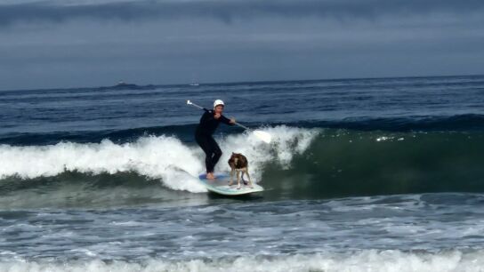 Wolfy, el perro surfista, en acci&oacute;n