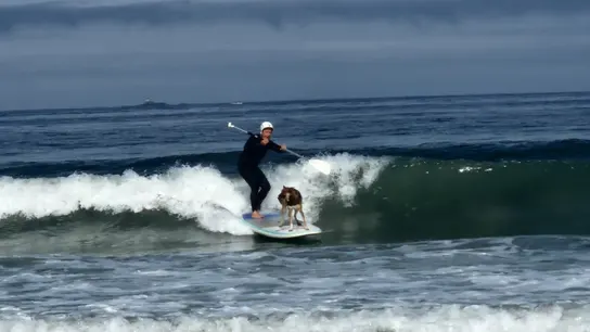 Wolfy, el perro surfista, en acción Wolfy, el perro surfista, en acción