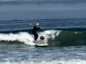 Wolfy, el perro surfista, en acción