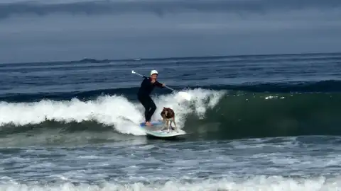 Wolfy, el perro surfista, en acción Wolfy, el perro surfista, en acción