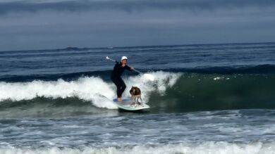 Wolfy, el perro surfista que se convirtió en terapia: 