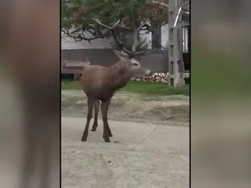 Salvar a 'Carlitos', el ciervo que se ha convertido en un vecino más de un pueblo zamorano Salvar a 'Carlitos', el ciervo que se ha convertido en un vecino más de un pueblo zamorano