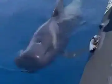 La 'conversación' de una ballena con un navegante (VÍDEO: I Love The World) La 'conversación' de una ballena con un navegante (VÍDEO: I Love The World)