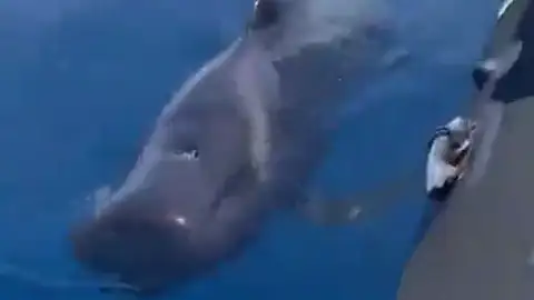 La 'conversación' de una ballena con un navegante (VÍDEO: I Love The World)