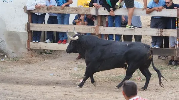 Imagen del Toro de la Vega 2022