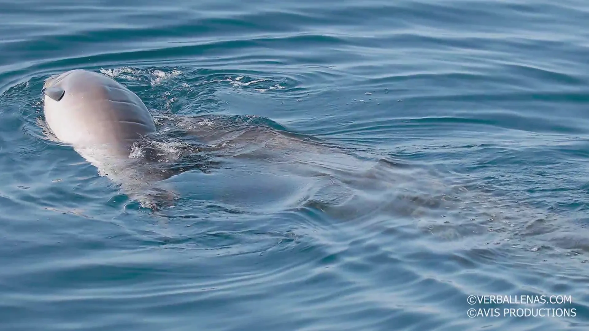 avistamiento ballena Sociedad