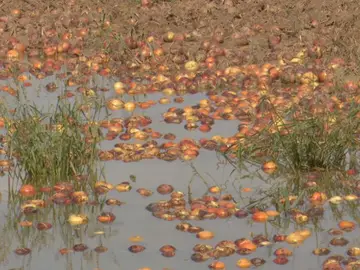 Inundaciones en campos de cebolla Inundaciones en campos de cebolla