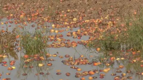 Inundaciones en campos de cebolla