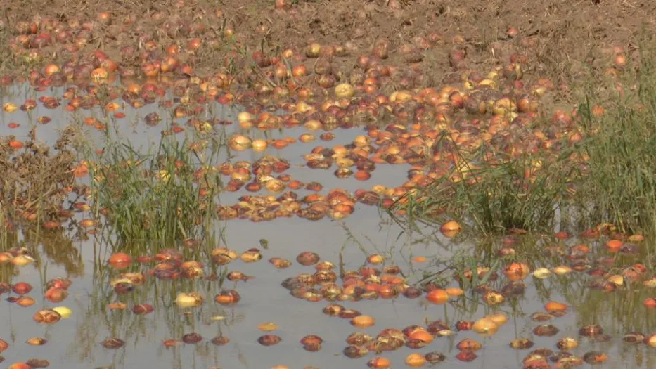 Inundaciones en campos de cebolla