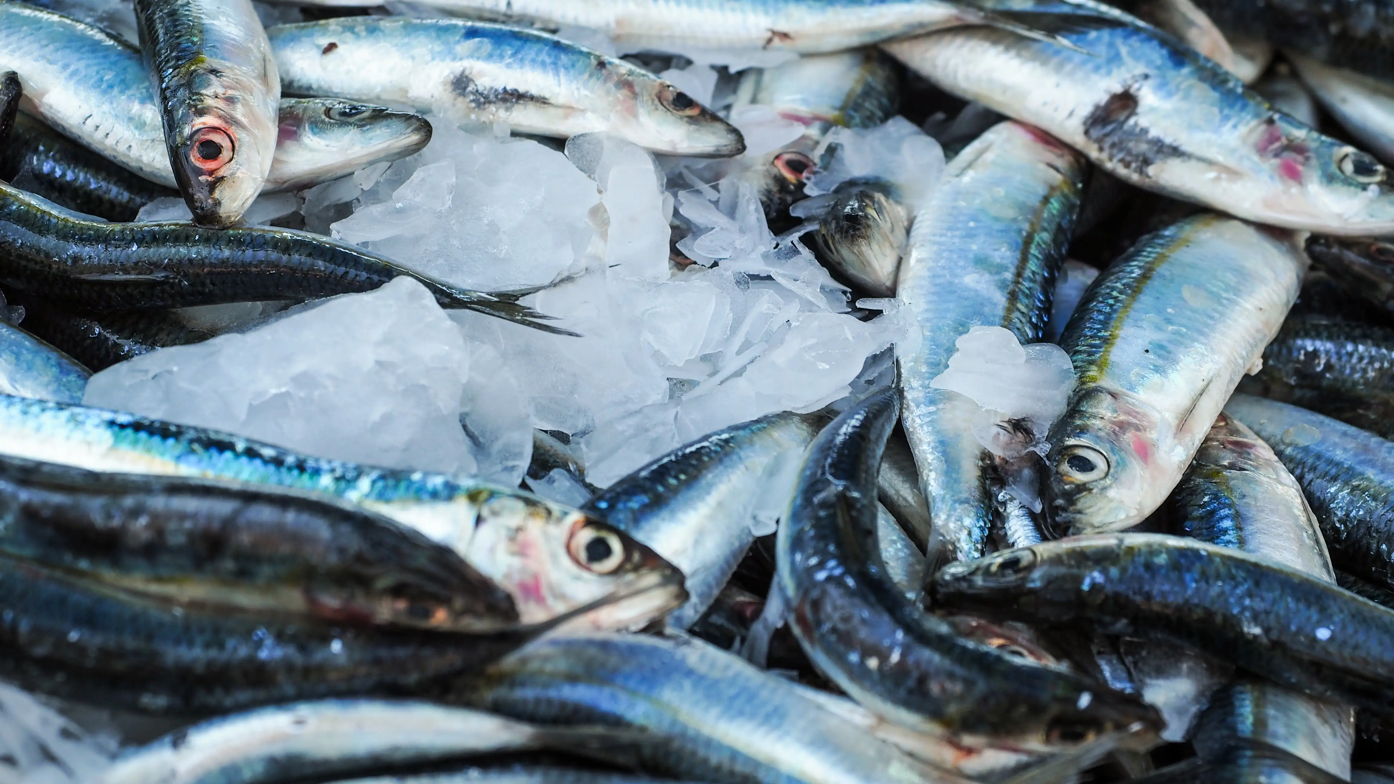 Imagen de pescado en una pescader&iacute;a