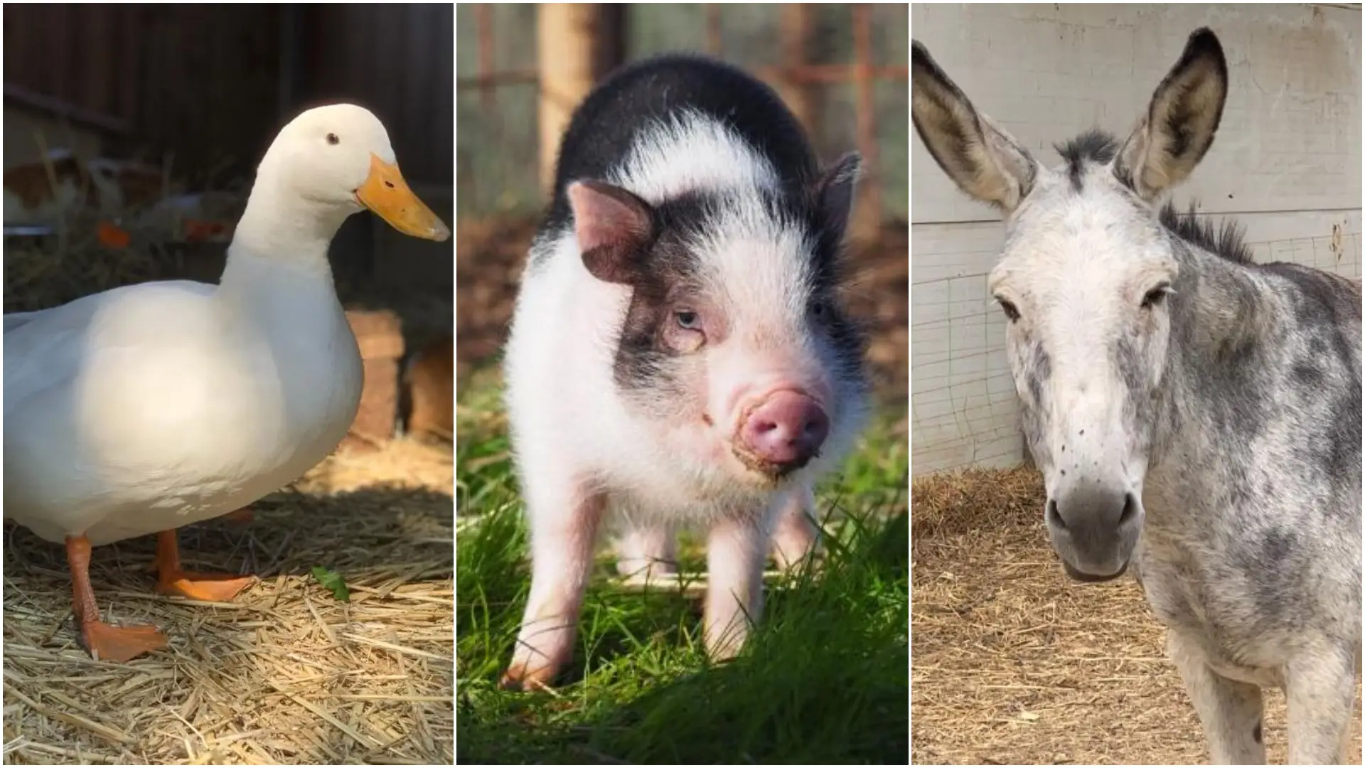Algunos de los animales que viven en La Candela