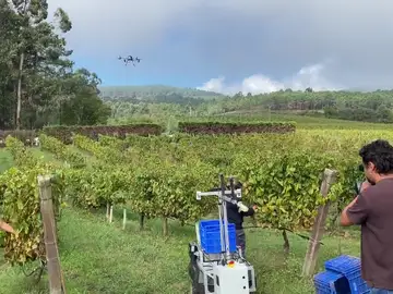 Drones para mejorar la vendimia en Galicia 