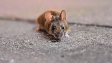 Imagen de una rata
