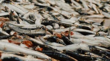 Imagen de archivo de pescado en una pescadería
