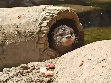 Cría de nutria asiática de garra corta Cría de nutria asiática de garra corta