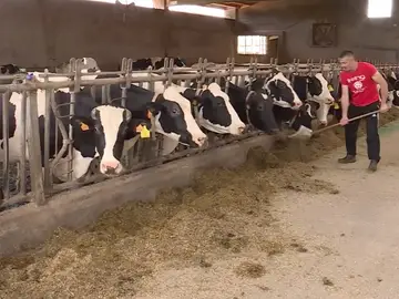Imagen de unas vacas en una explotación