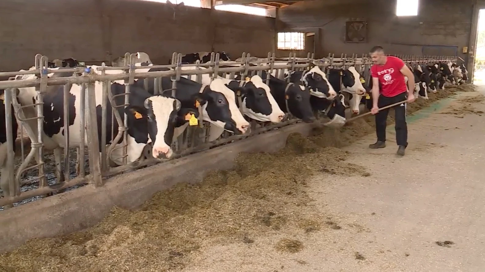 Imagen de unas vacas en una explotaci&oacute;n