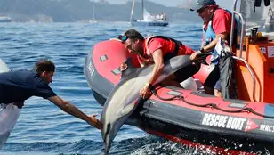 El delfín rescatado en Baiona, Galicia