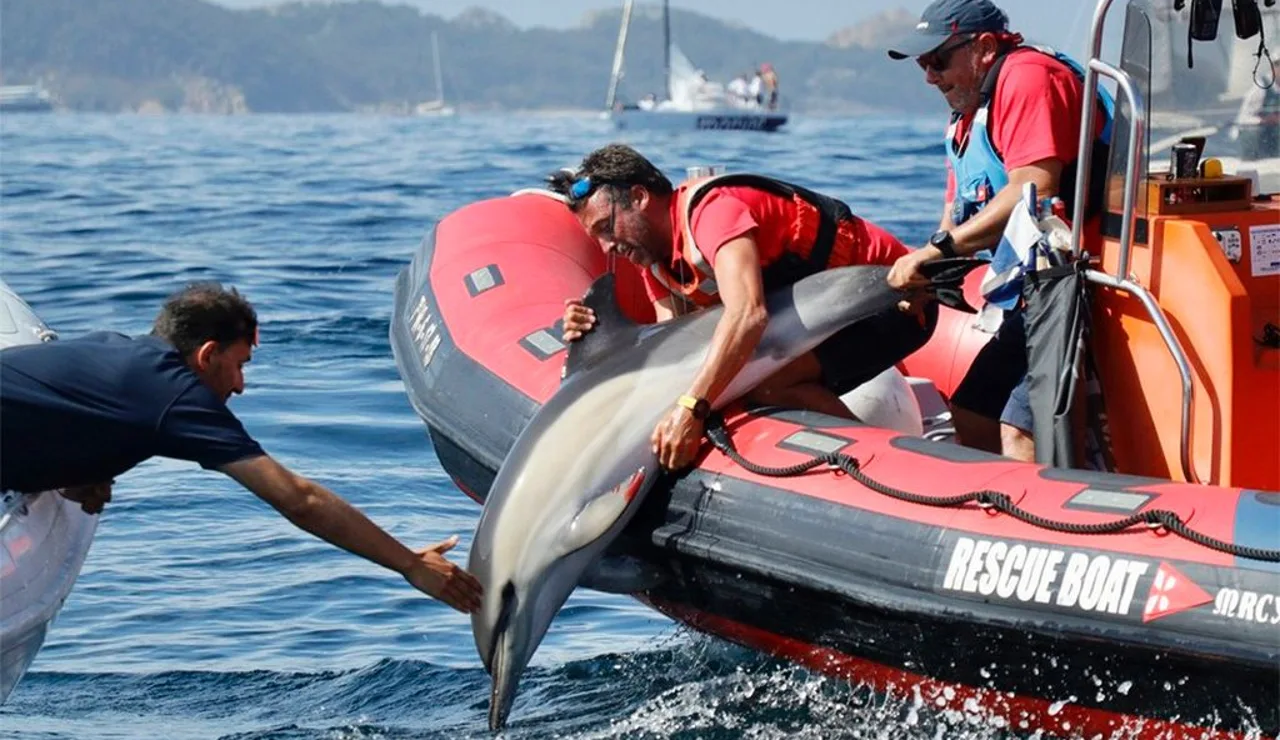 El delfín rescatado en Baiona, Galicia