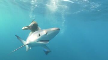 Nadando entre tiburones