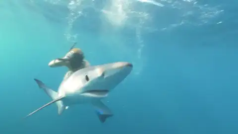 Nadando entre tiburones Nadando entre tiburones