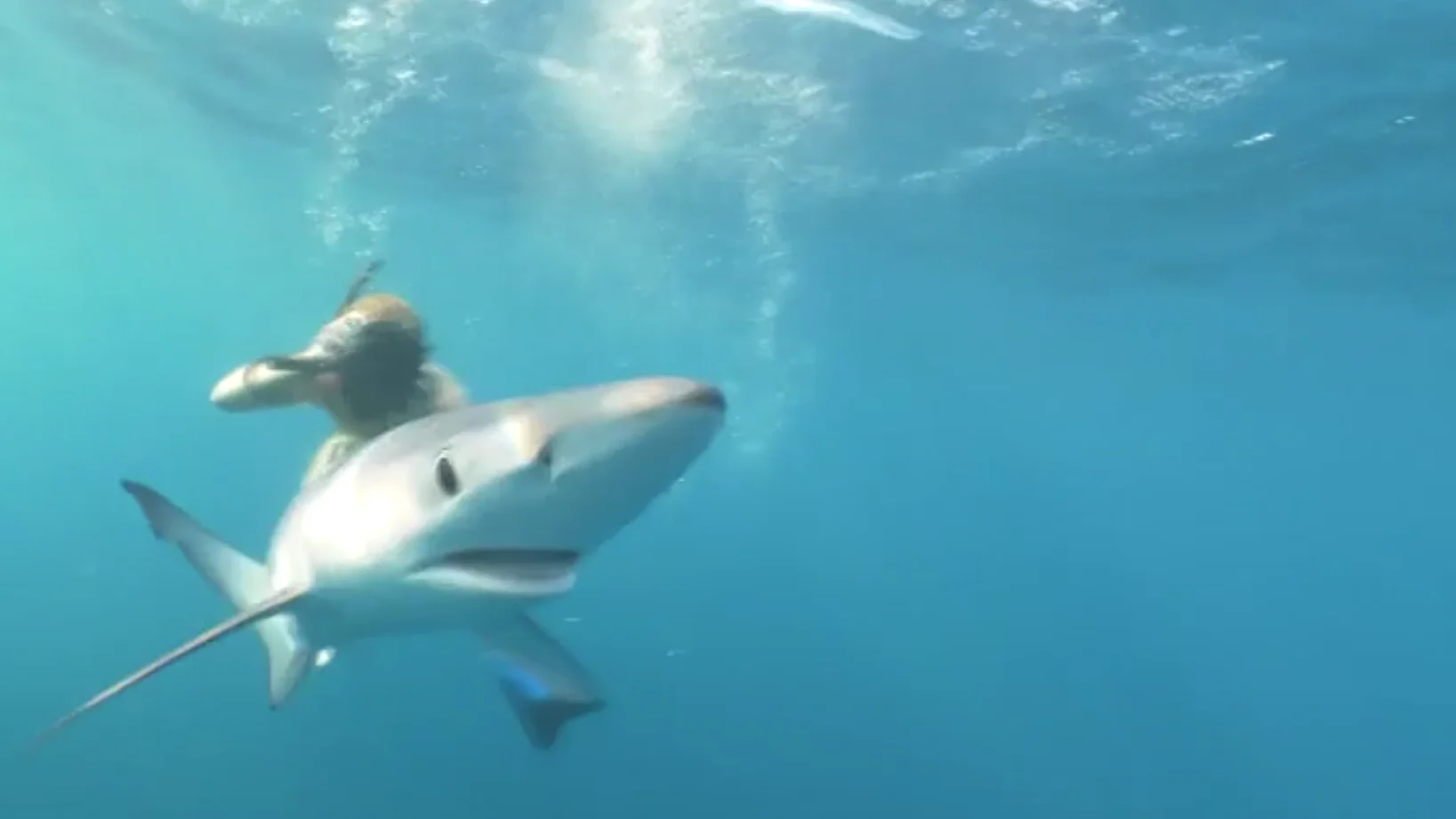 Nadando entre tiburones Nadando entre tiburones
