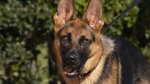 Perro de Biden Perro de Biden