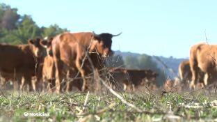 El 'covid de las vacas' lleva a la "ruina" a los ganaderos