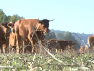 El 'covid de las vacas' lleva a la "ruina" a los ganaderos El 'covid de las vacas' lleva a la "ruina" a los ganaderos