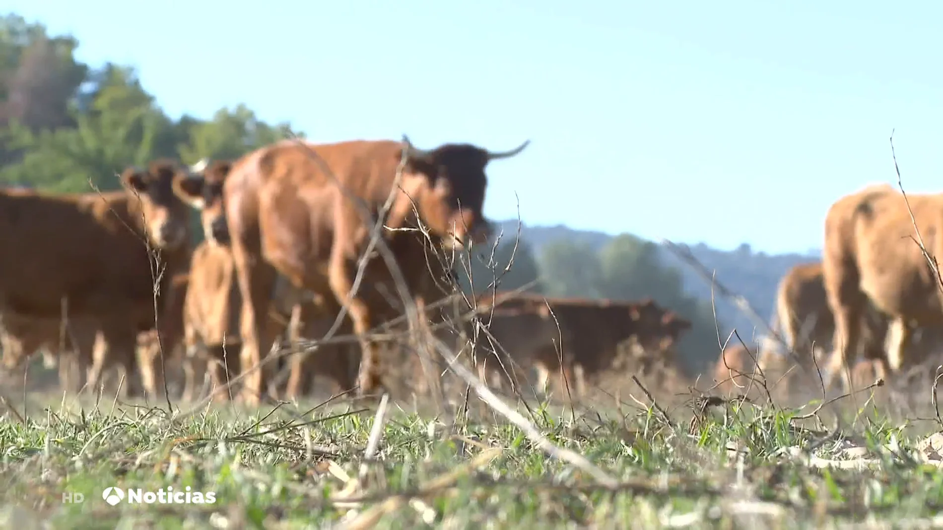 El 'covid de las vacas' lleva a la "ruina" a los ganaderos El 'covid de las vacas' lleva a la "ruina" a los ganaderos